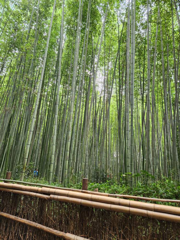 Bamboo forest