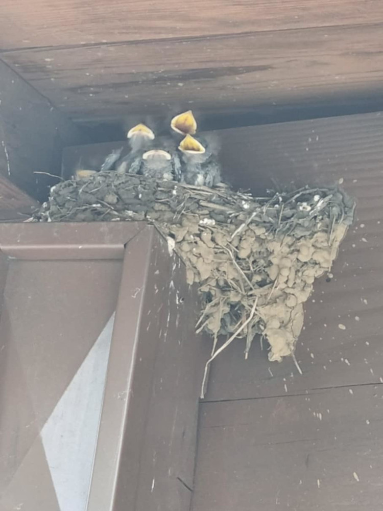Baby birds in a nest