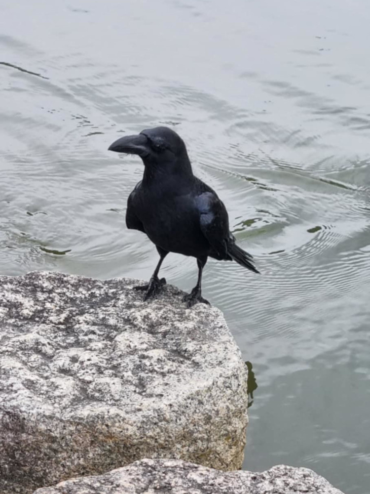 Crow