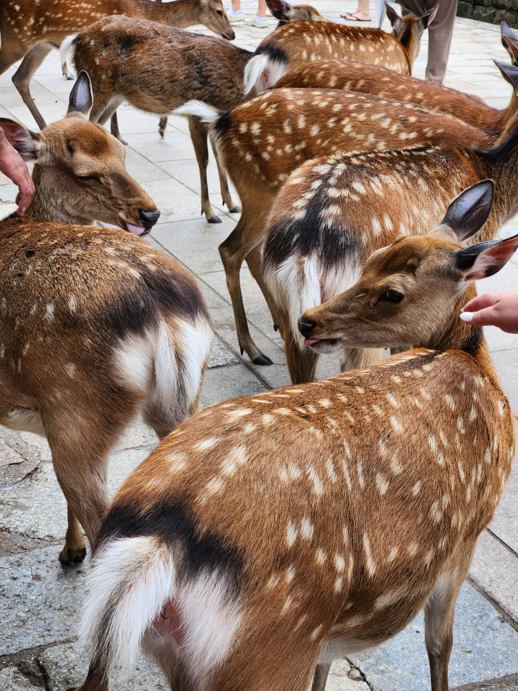Deer