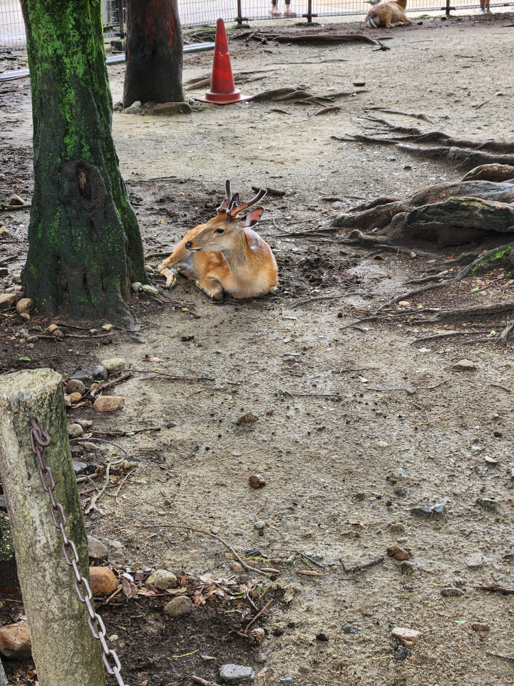 Deer