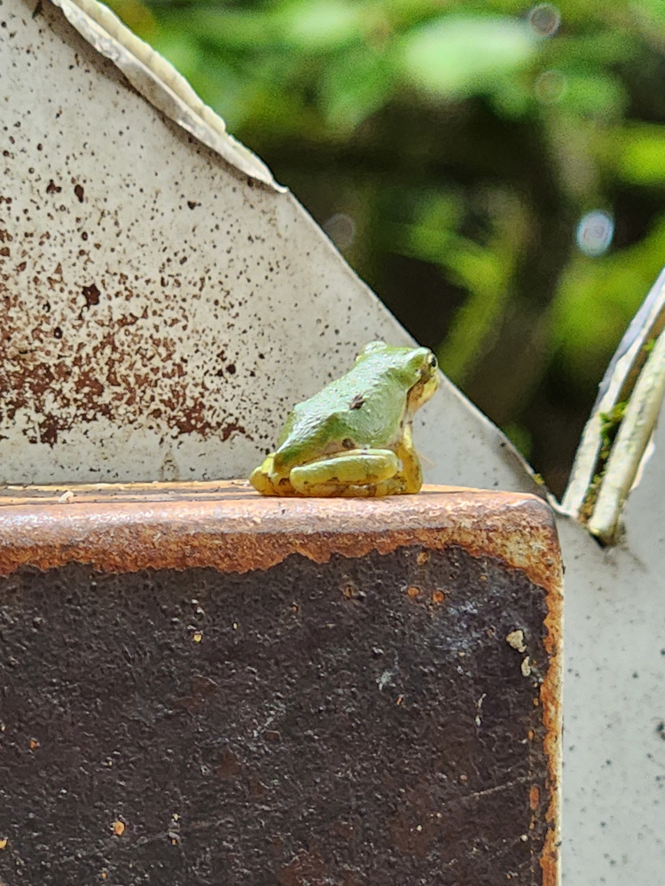 Small green frog