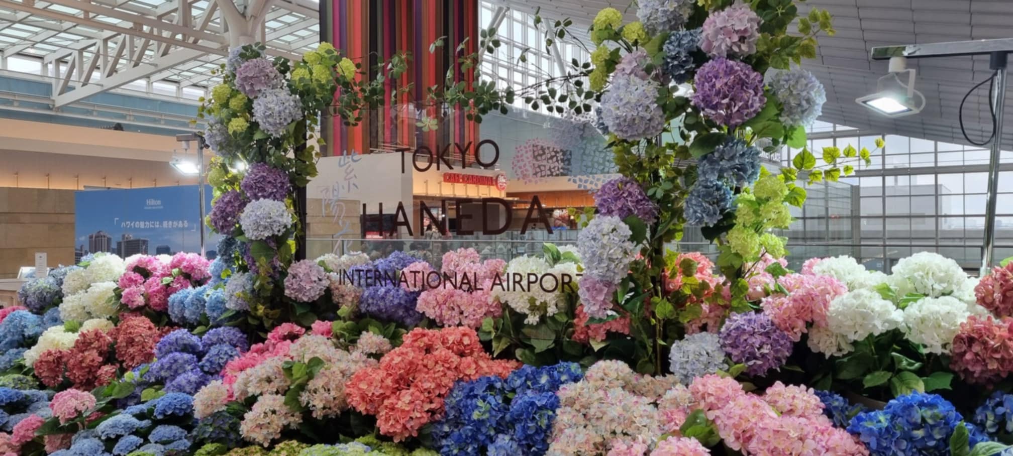 Hydrangeas at Haneda Airport