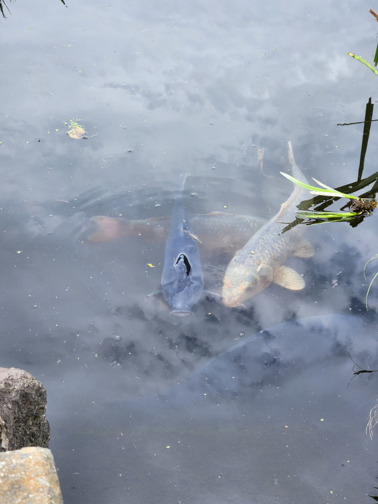Koi fish in a pond