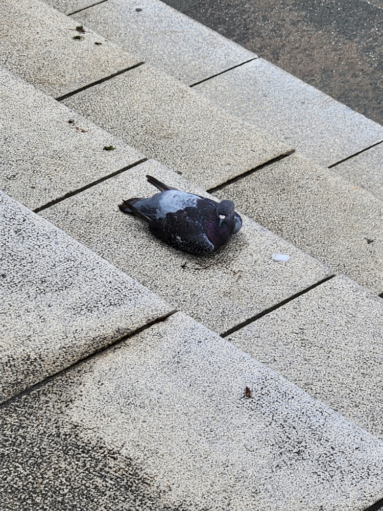 Pigeon