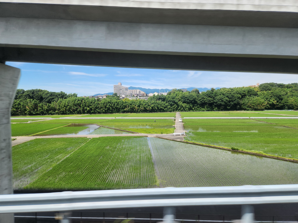 Rice fields